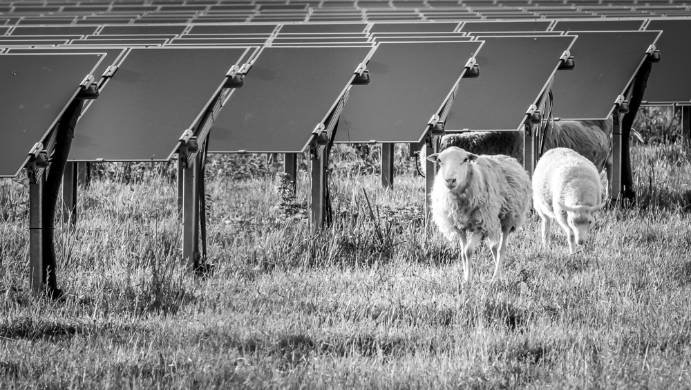 12. Platz Sieglinde Senser